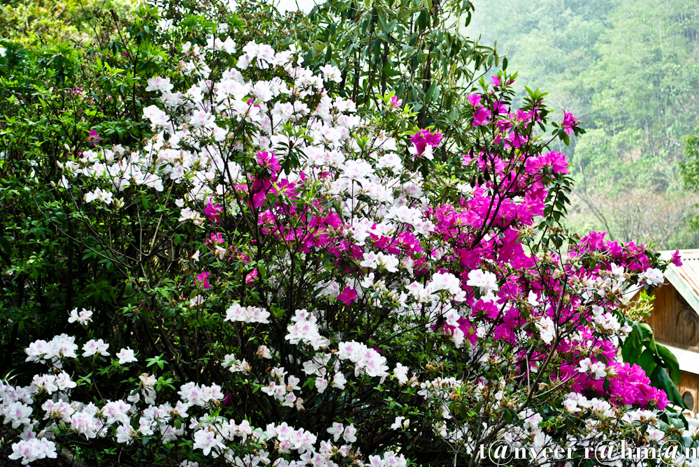 #White & crimson azaleas – Seasonal Beautiful Flowers of Darjeeling